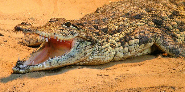 crocodile snap