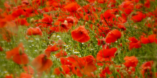 poppies