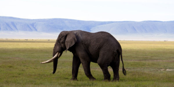 elephant