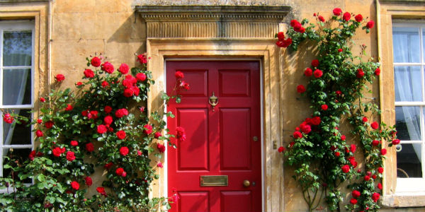 red door roses